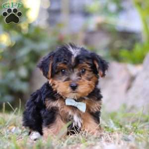 Parker, Yorkie Poo Puppy